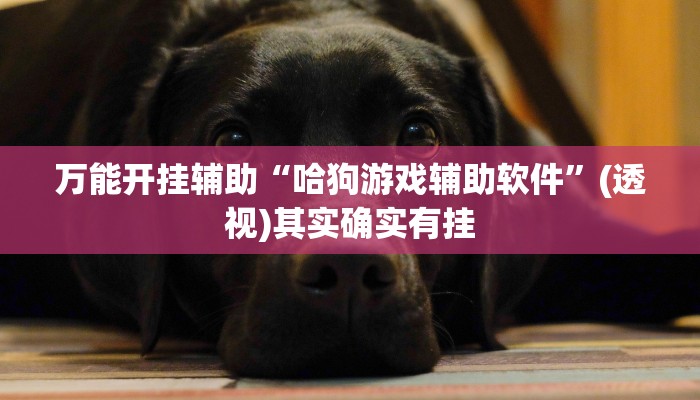 万能开挂辅助“哈狗游戏辅助软件”(透视)其实确实有挂