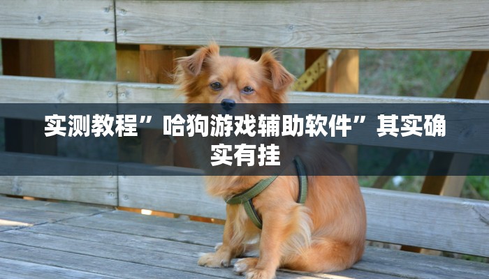 实测教程”哈狗游戏辅助软件”其实确实有挂 实测教程”哈狗游戏辅助软件”其实确实有挂